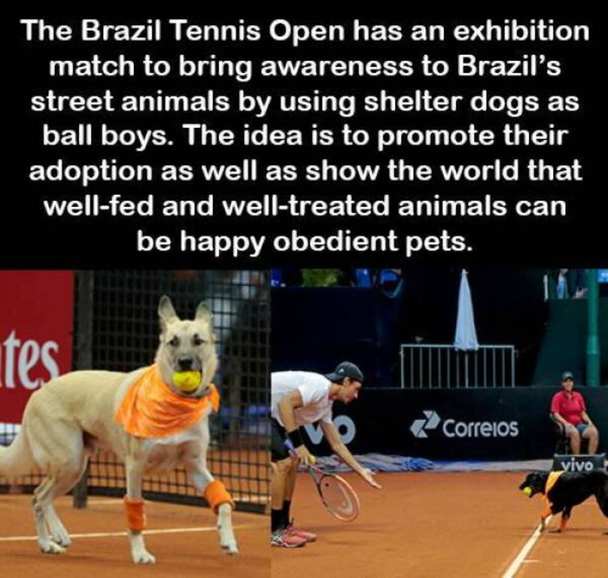 Tennis - The Brazil Tennis Open has an exhibition match to bring awareness to Brazil's street animals by using shelter dogs as ball boys. The idea is to promote their adoption as well as show the world that wellfed and welltreated animals can tes be happy