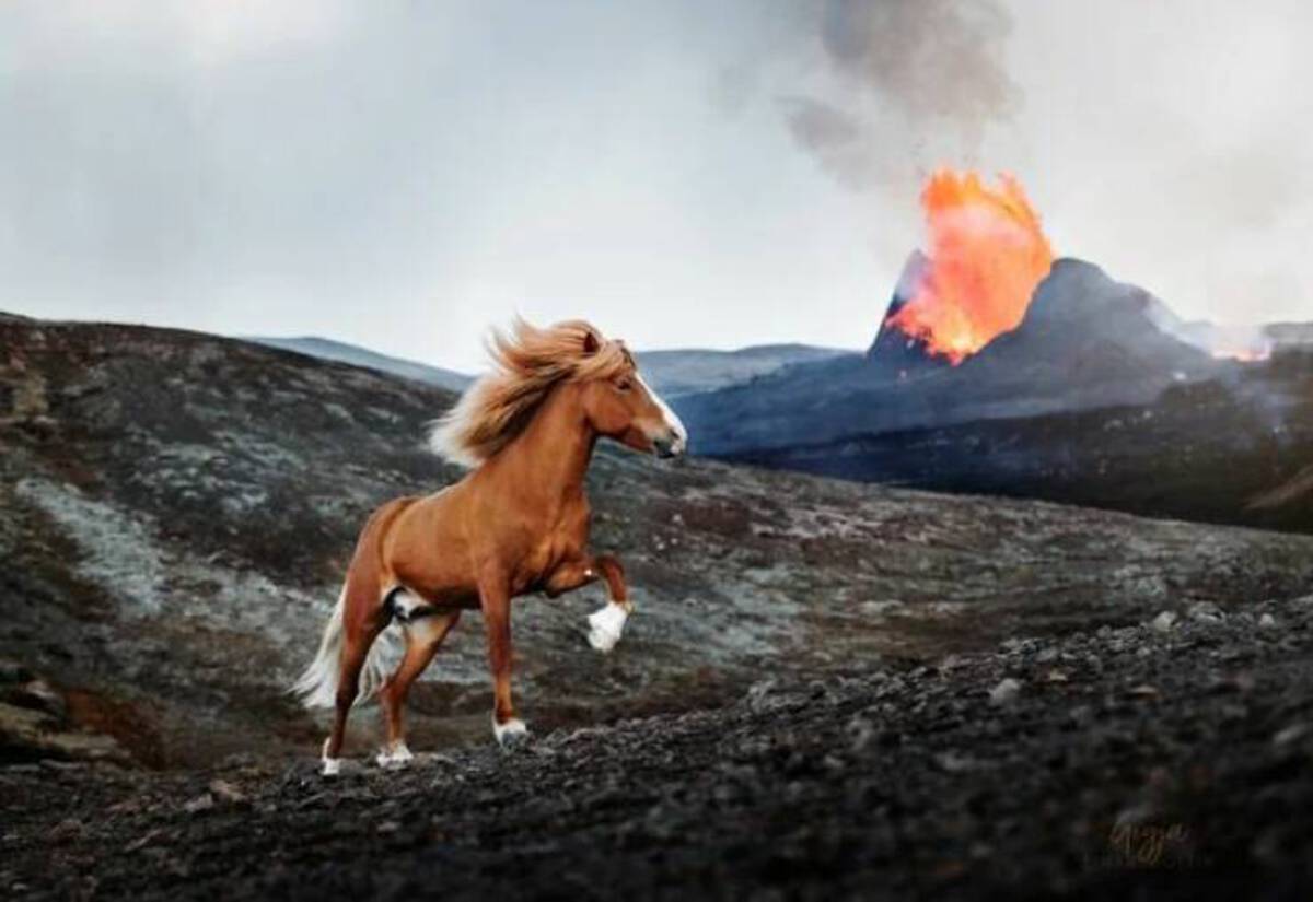 icelandic horse volcano -