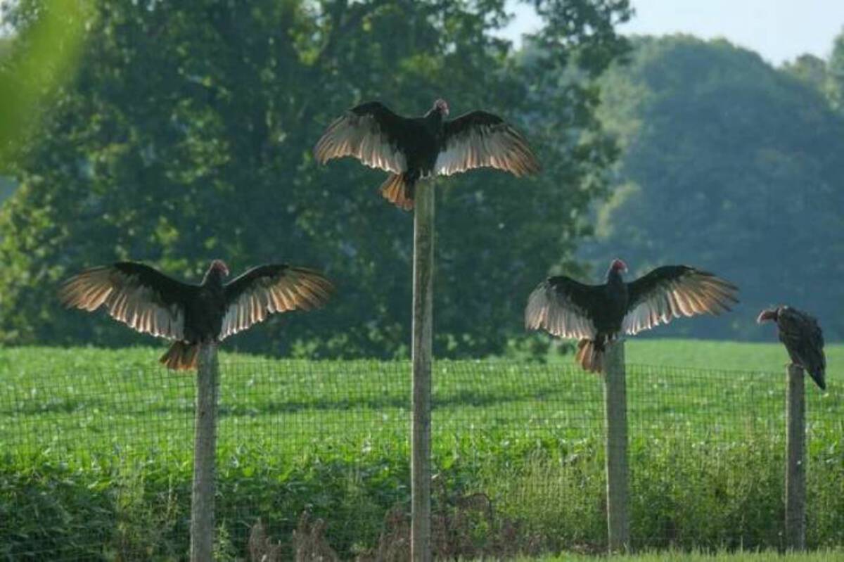 ibis