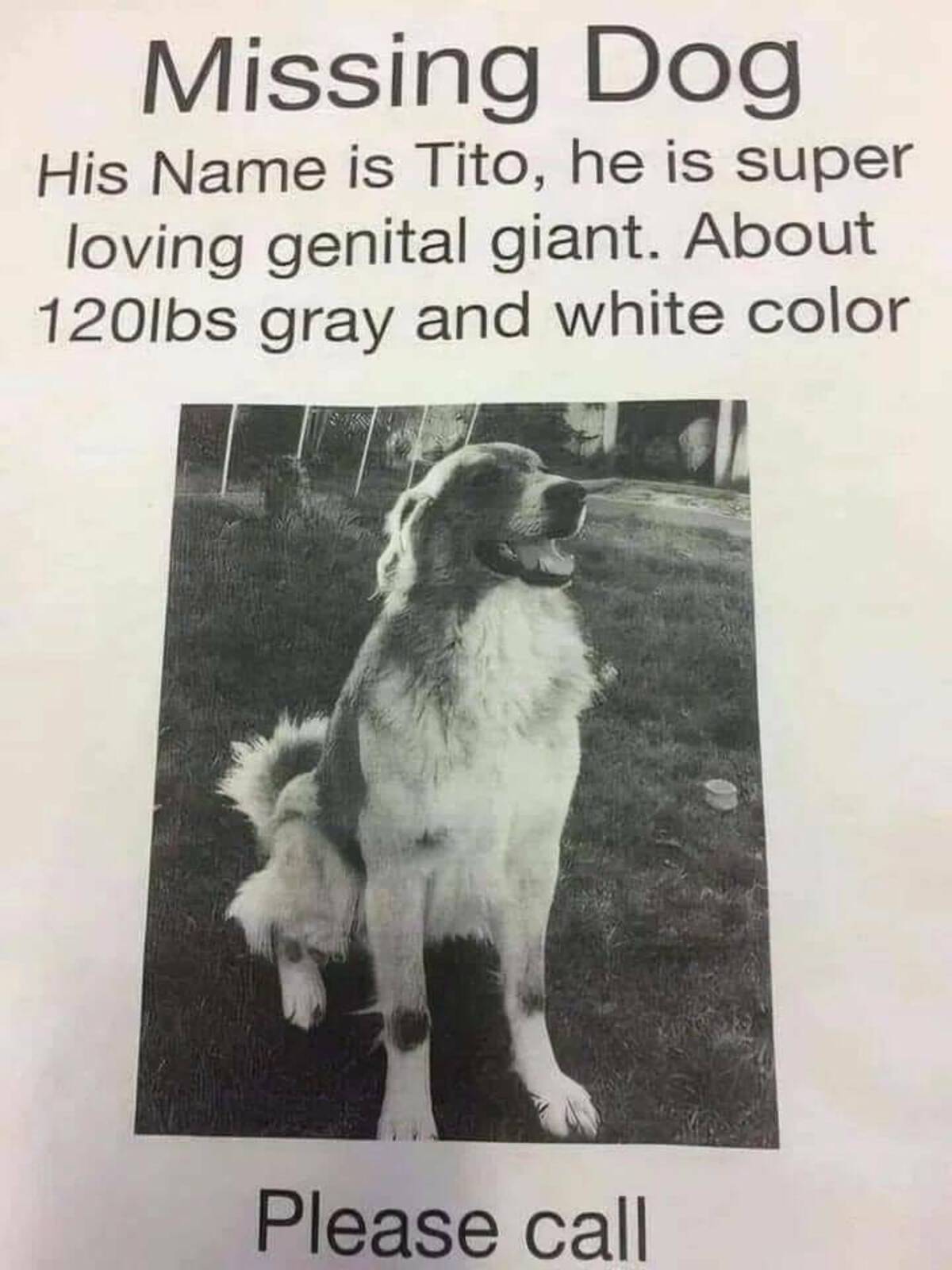 border collie - Missing Dog His Name is Tito, he is super loving genital giant. About 120lbs gray and white color Please call