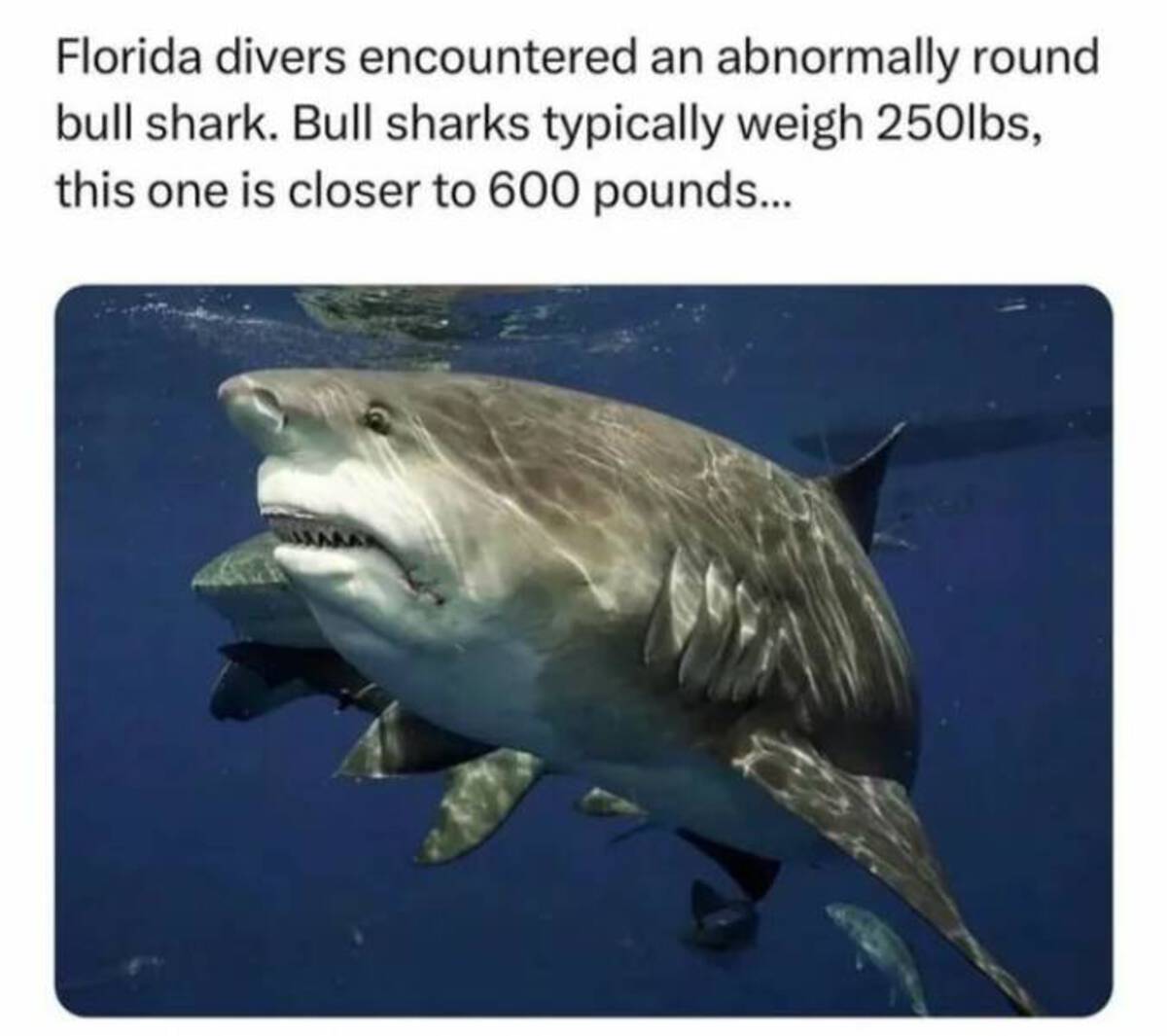 Sharks - Florida divers encountered an abnormally round bull shark. Bull sharks typically weigh 250lbs, this one is closer to 600 pounds...