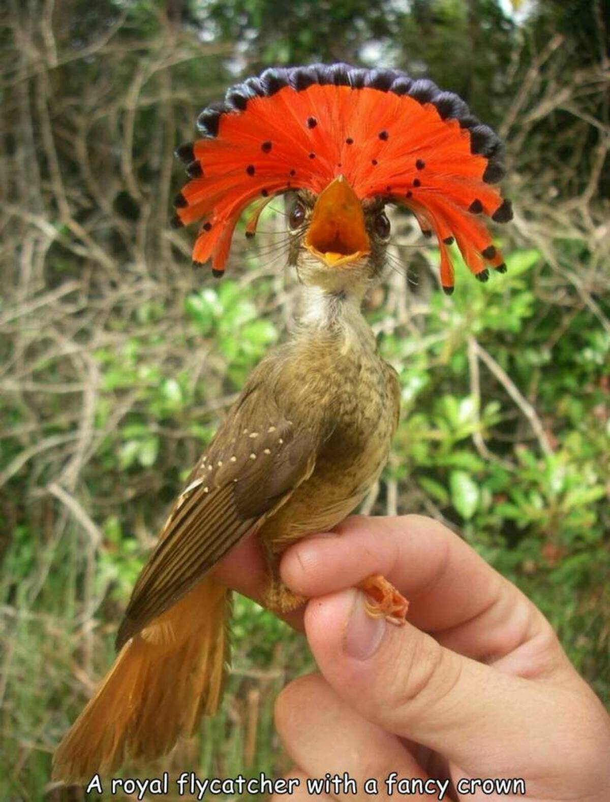 onychorhynchus coronatus - A royal flycatcher with a fancy crown