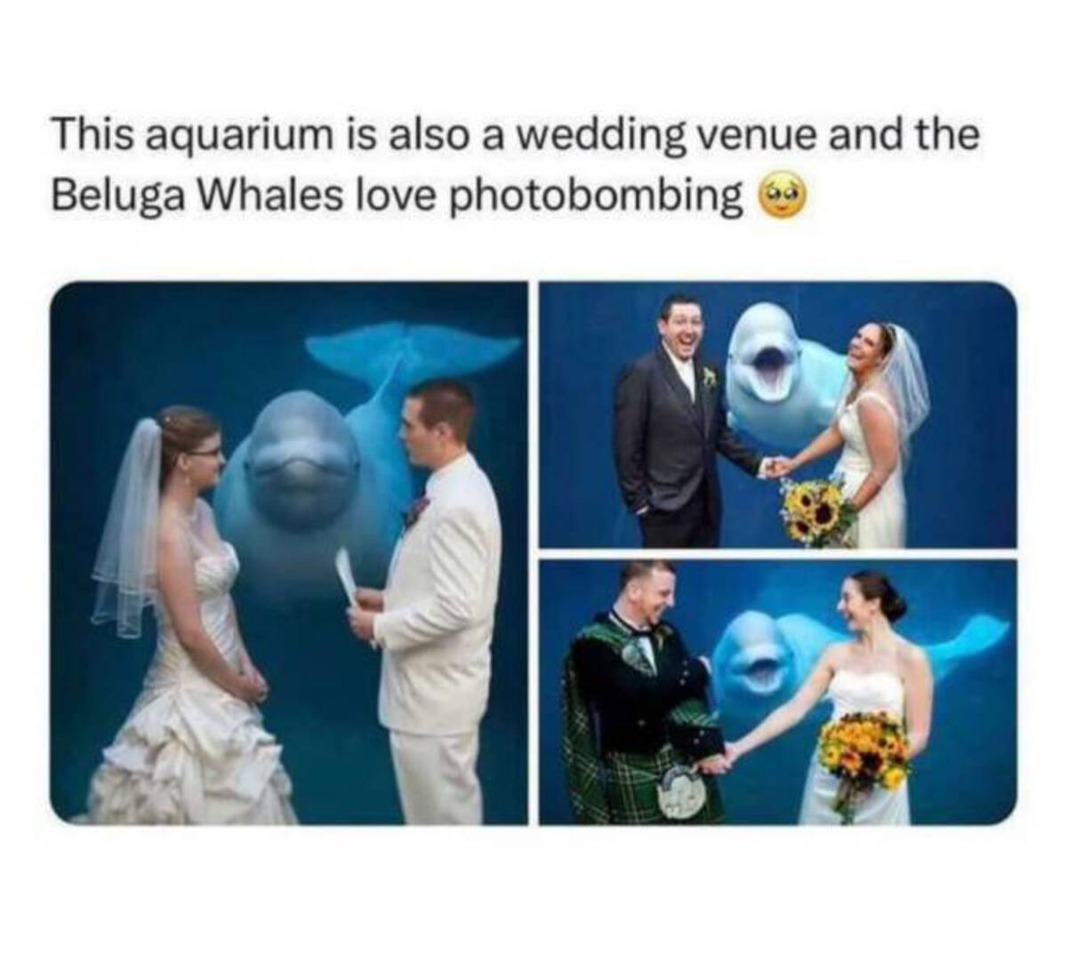 beluga whale wedding - This aquarium is also a wedding venue and the Beluga Whales love photobombing