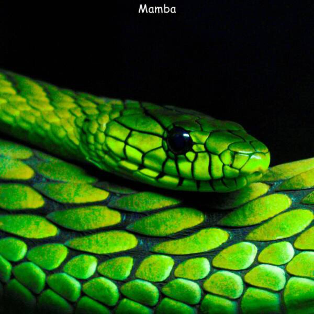 serpent - Mamba