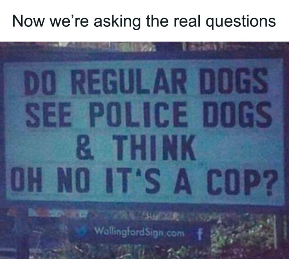 sign - Now we're asking the real questions Do Regular Dogs See Police Dogs & Think Oh No It'S A Cop? WallingfordSign.com f