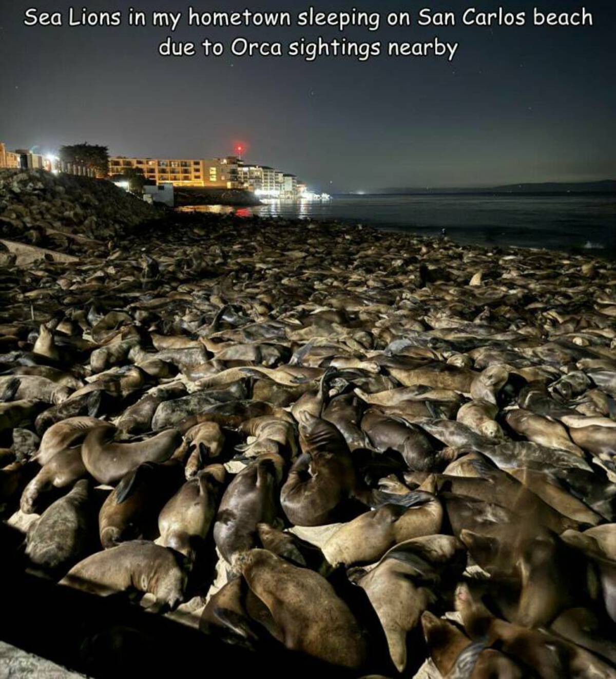 shore - Sea Lions in my hometown sleeping on San Carlos beach due to Orca sightings nearby