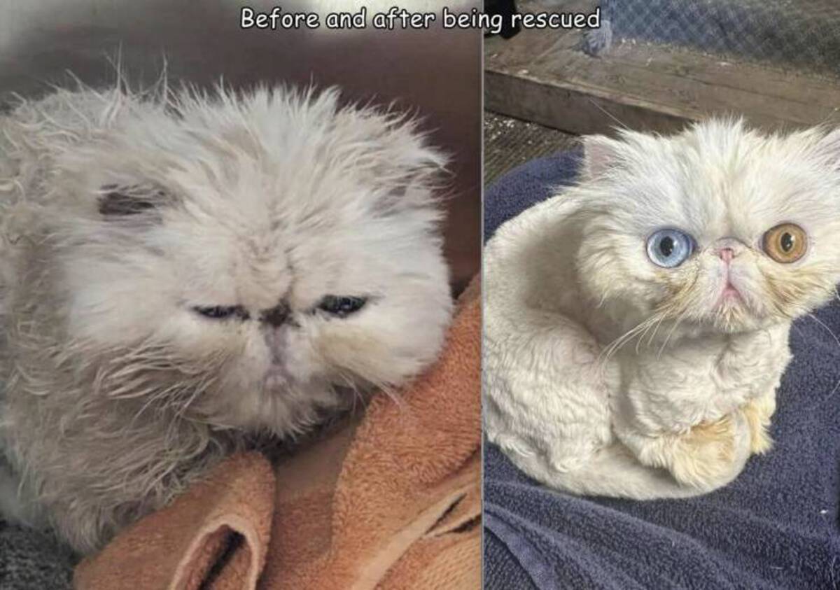 Cat - Before and after being rescued