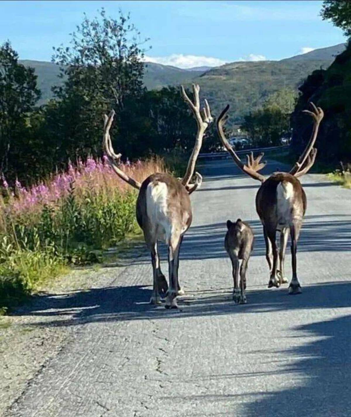 reindeer