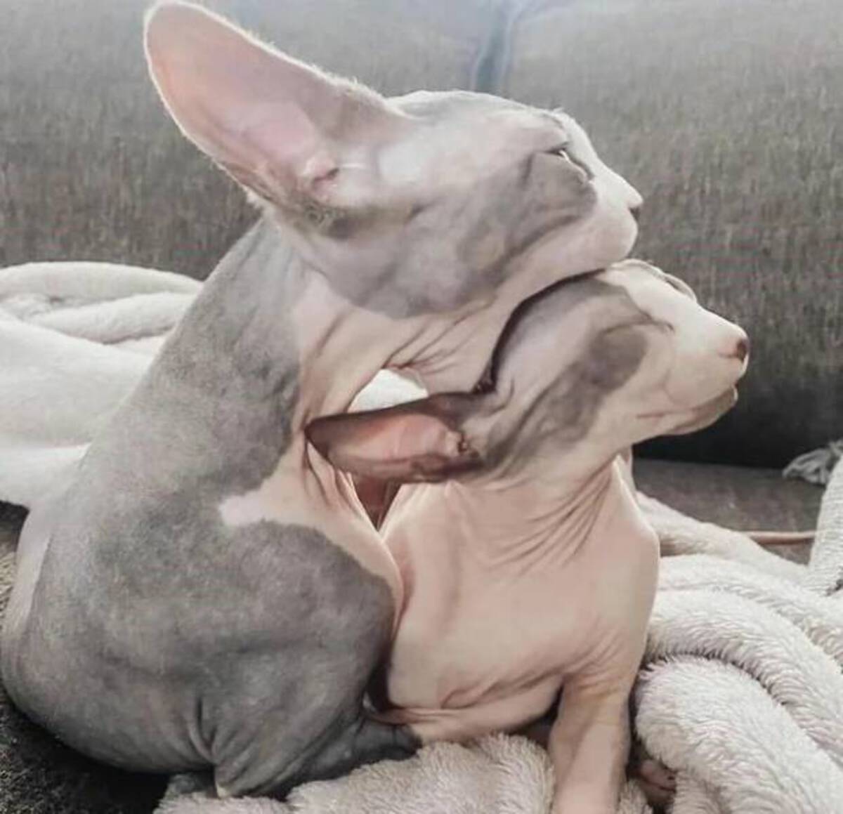 sphynx