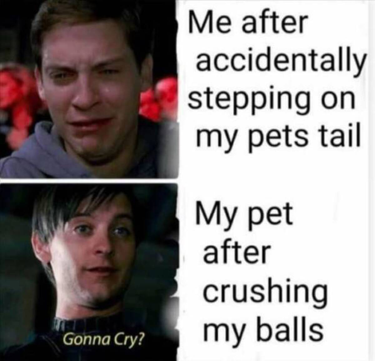 get nae nae d meme - Me after accidentally stepping on my pets tail My pet after crushing Gonna Cry? my balls