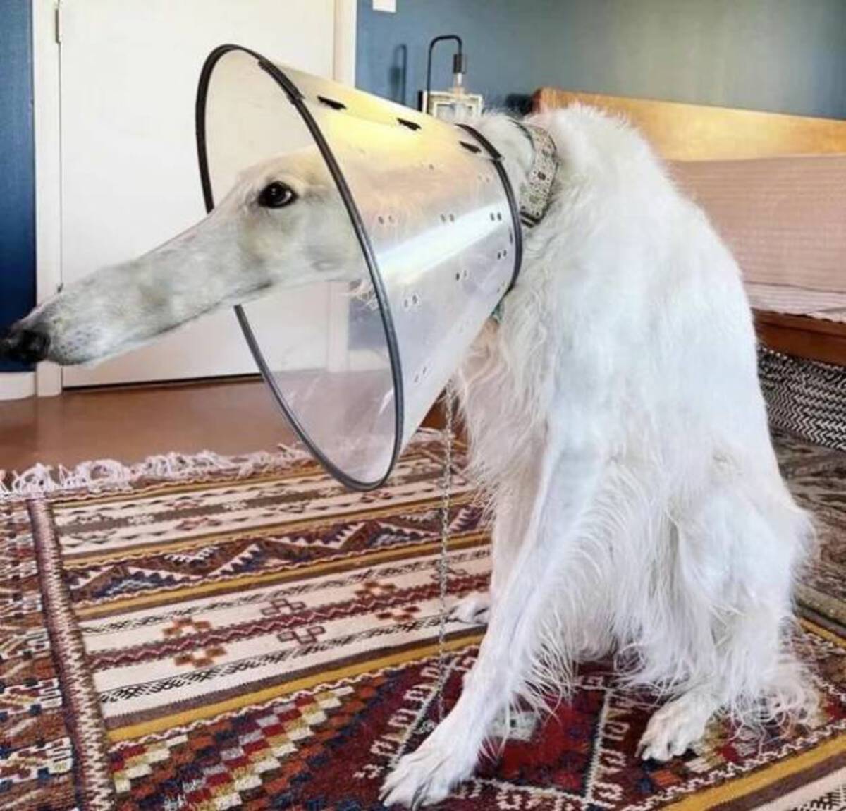 borzoi lamp