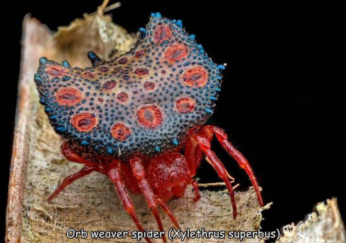 marine biology - Orb weaver spider Xylethrus superbus Bay