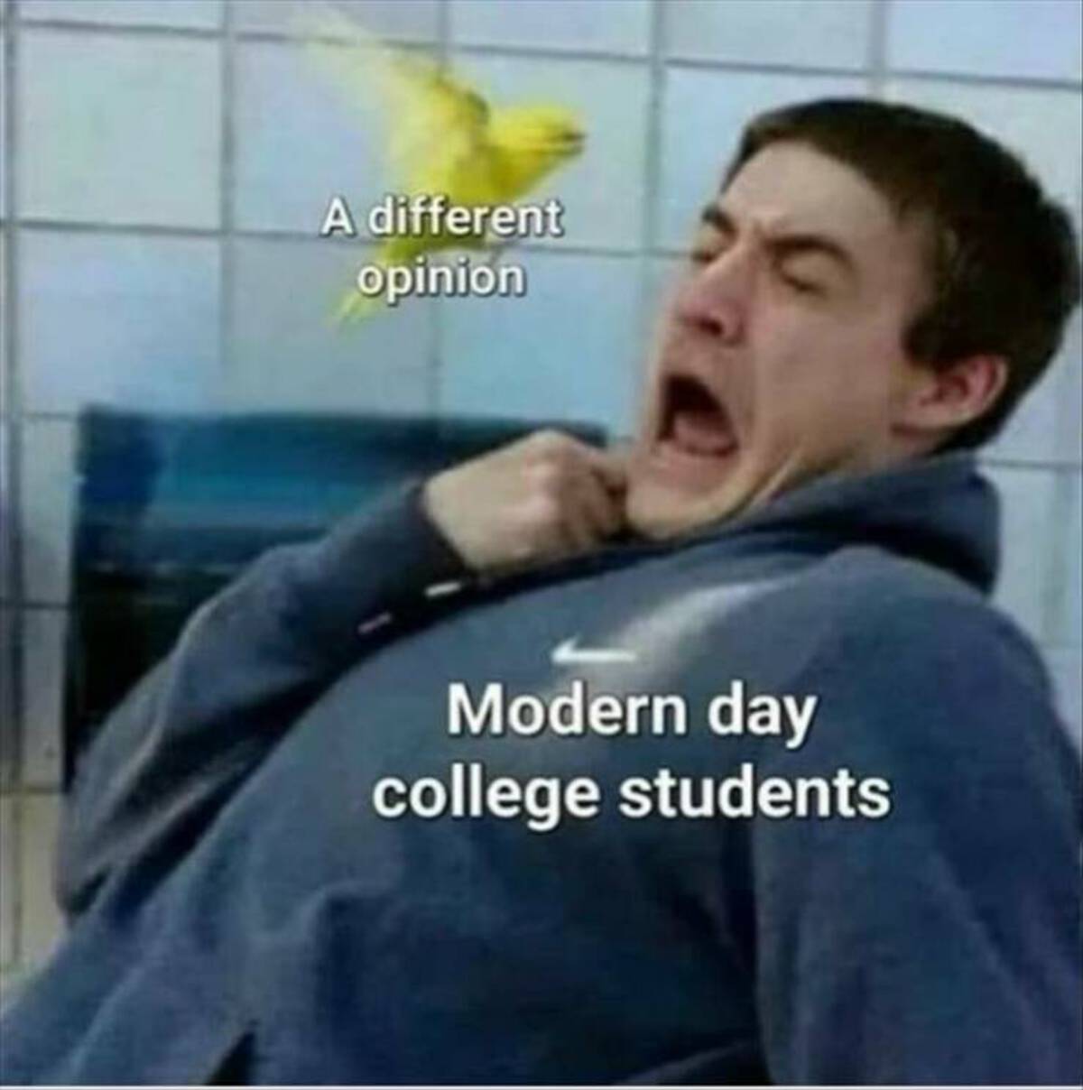 scared of birds meme - A different opinion Modern day college students