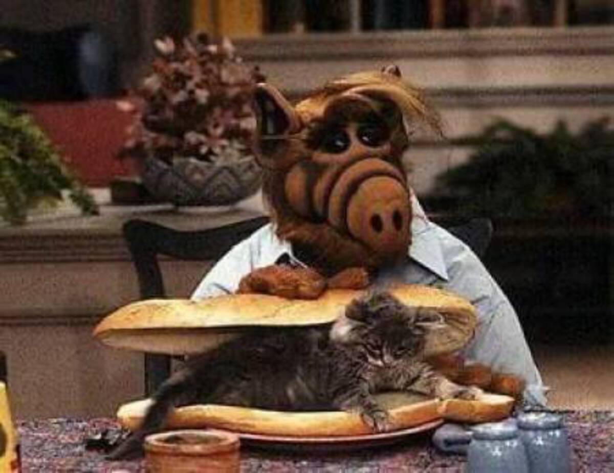 alf cats