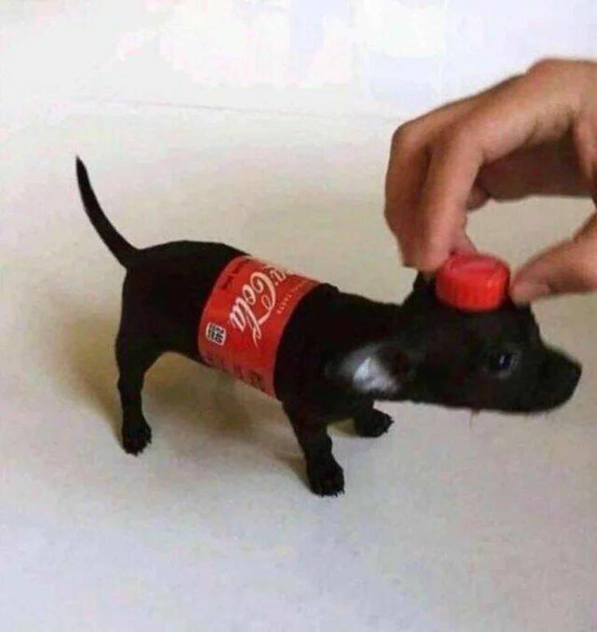 coca cola dog meme - 34539 Cola 240