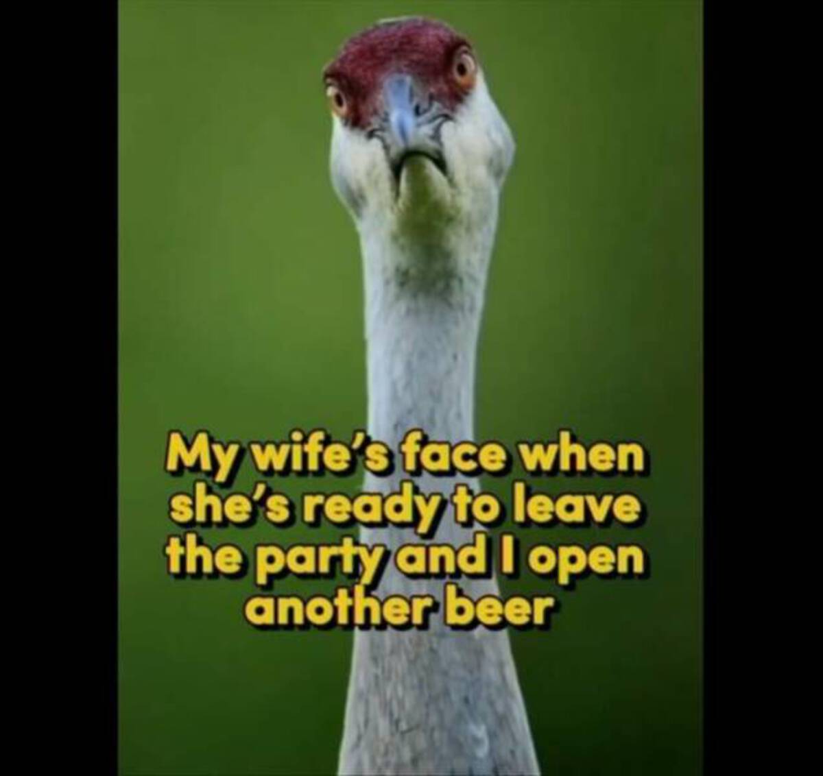 ostrich - My wife's face when she's ready to leave the party and I open another beer