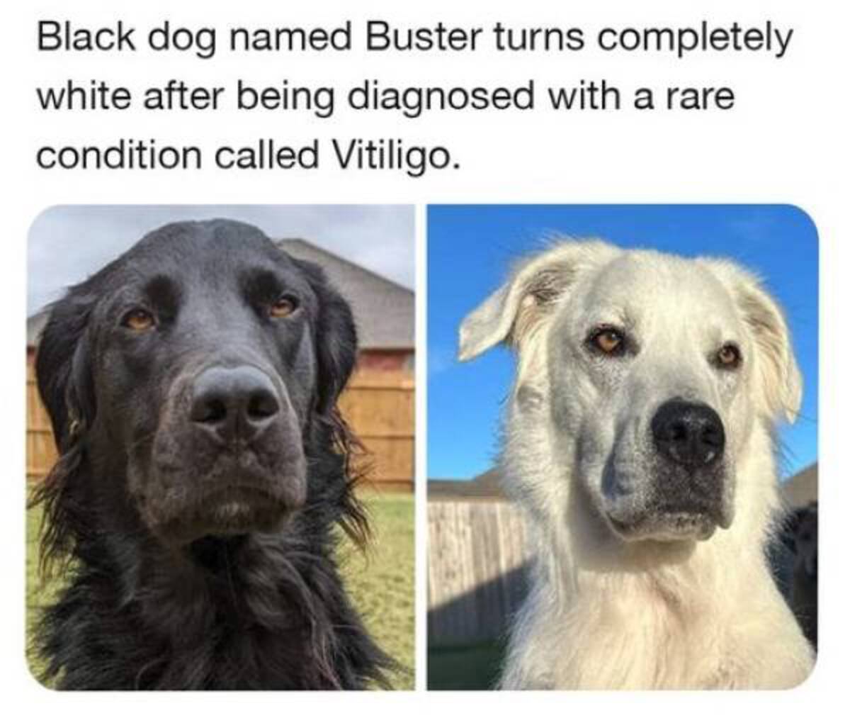 dog changes skin color black to white - Black dog named Buster turns completely white after being diagnosed with a rare condition called Vitiligo.