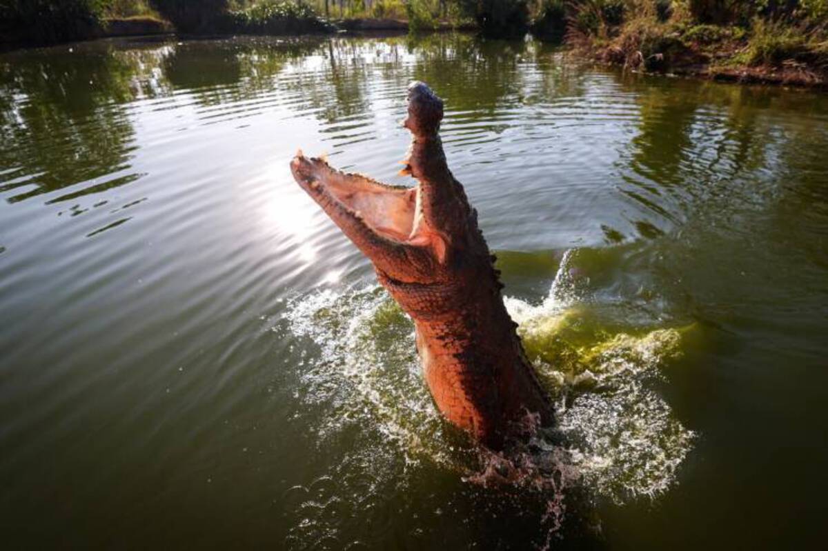 australie crocodile