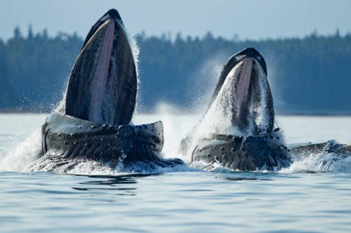 humpback whale mouth