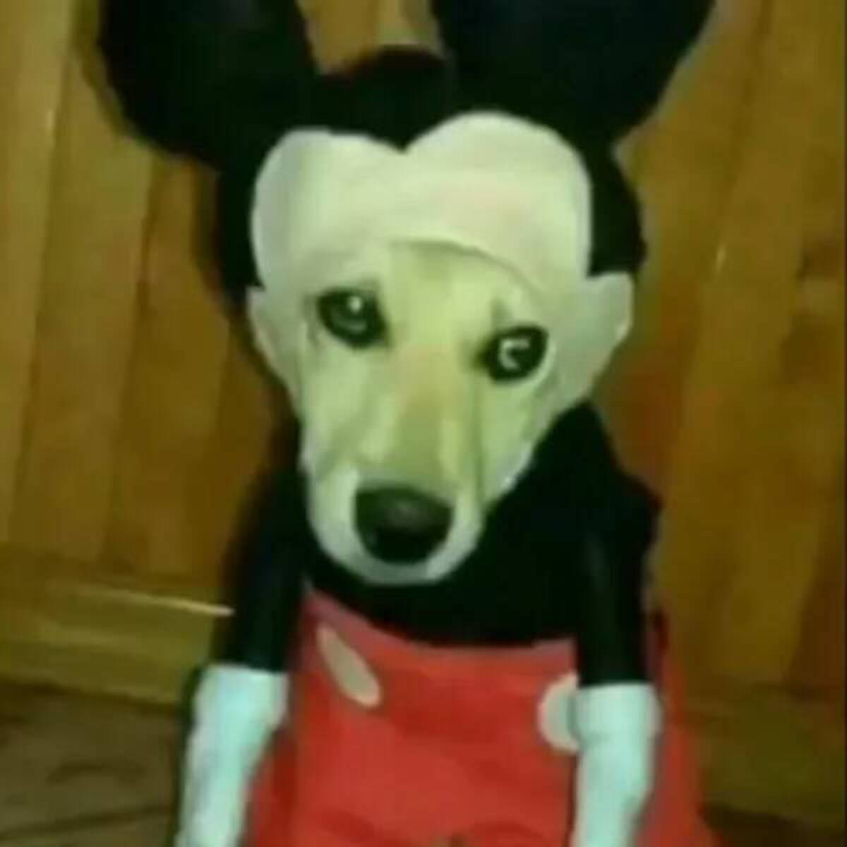 dog in mickey mouse costume