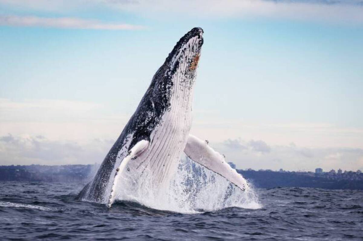 humpback whale