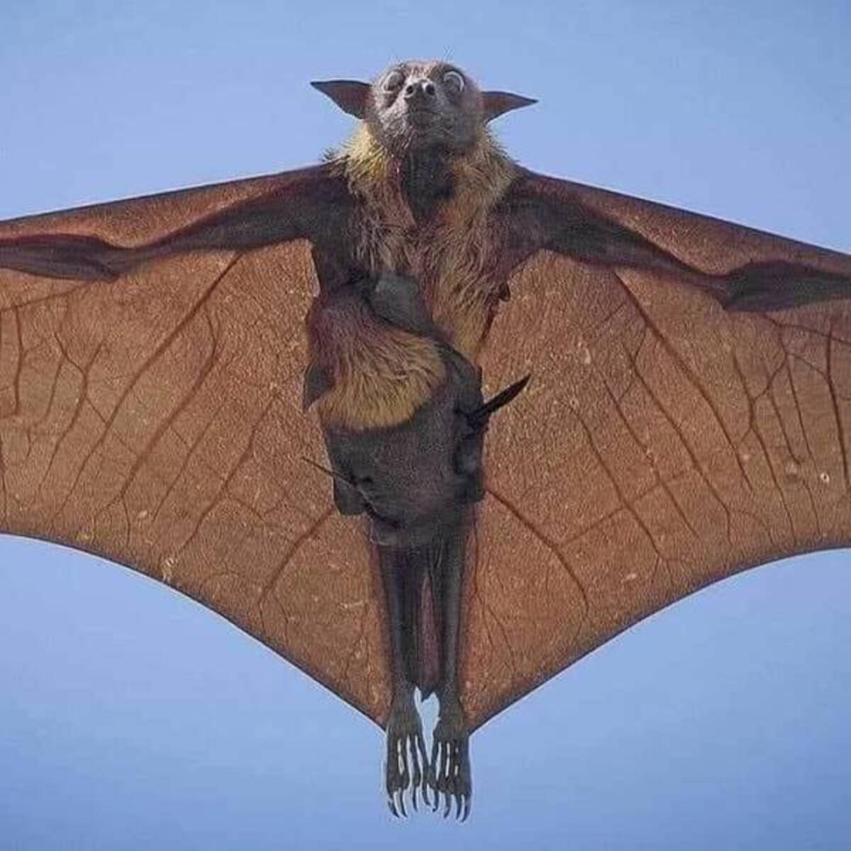 human size bat