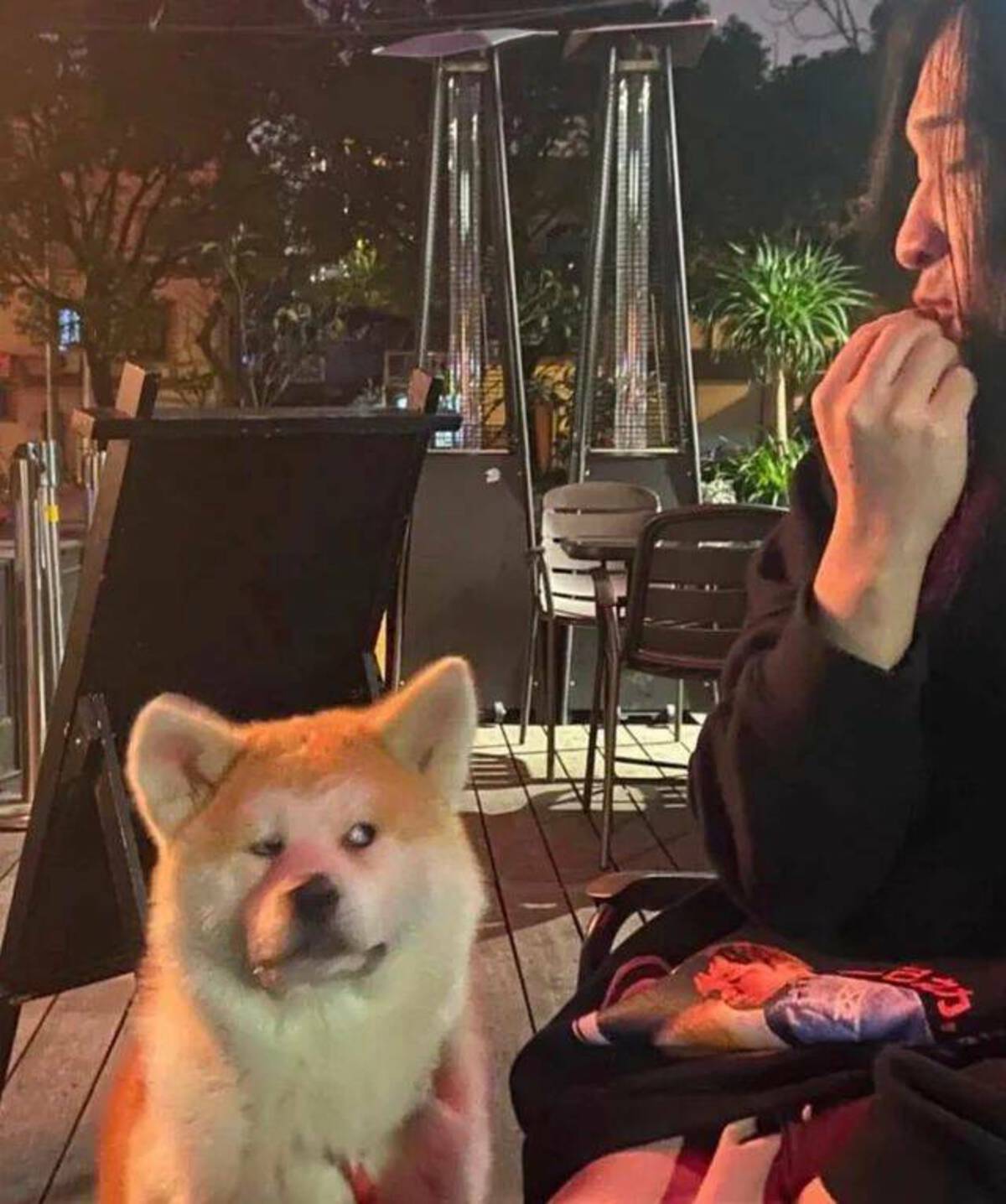 akita inu