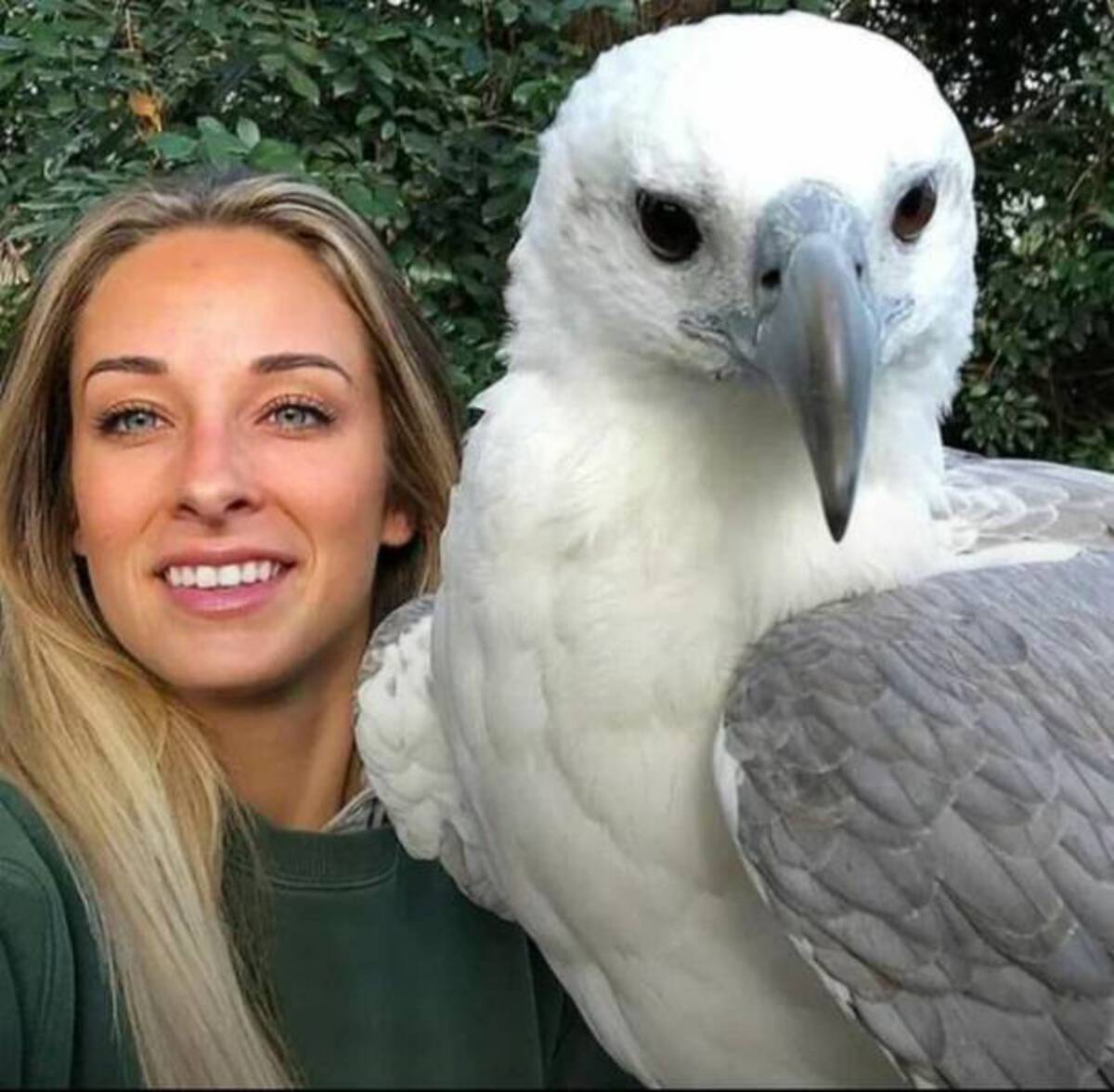 female white bellied sea eagle