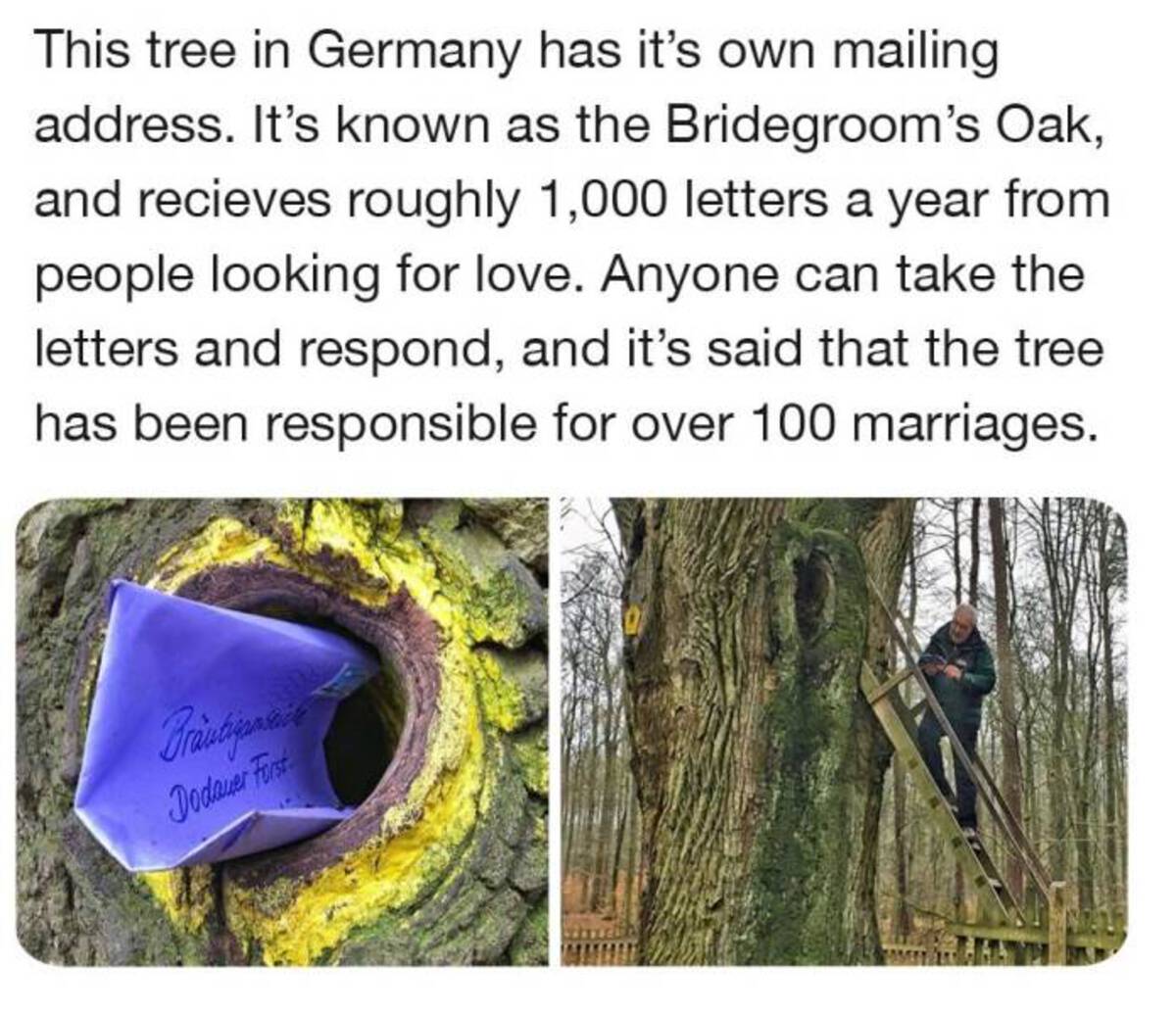 tree - This tree in Germany has it's own mailing address. It's known as the Bridegroom's Oak, and recieves roughly 1,000 letters a year from people looking for love. Anyone can take the letters and respond, and it's said that the tree has been responsible