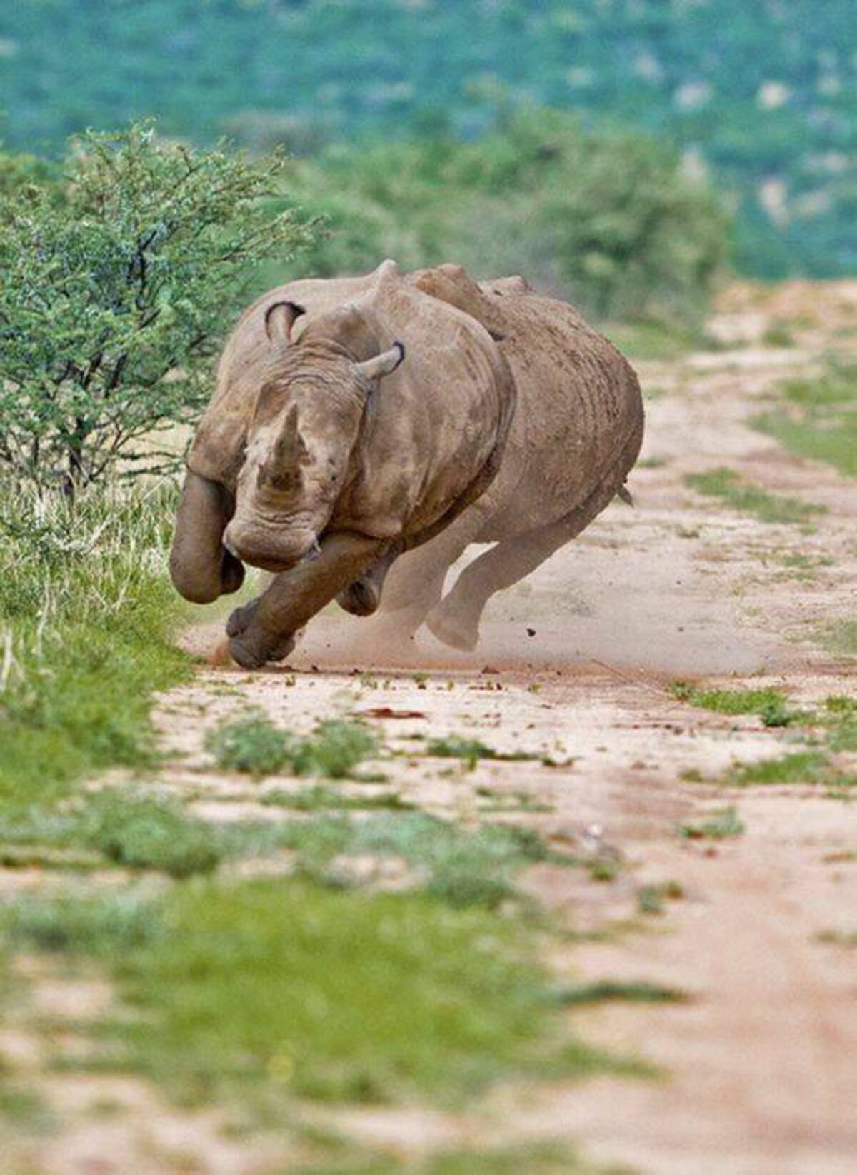 running rhinos