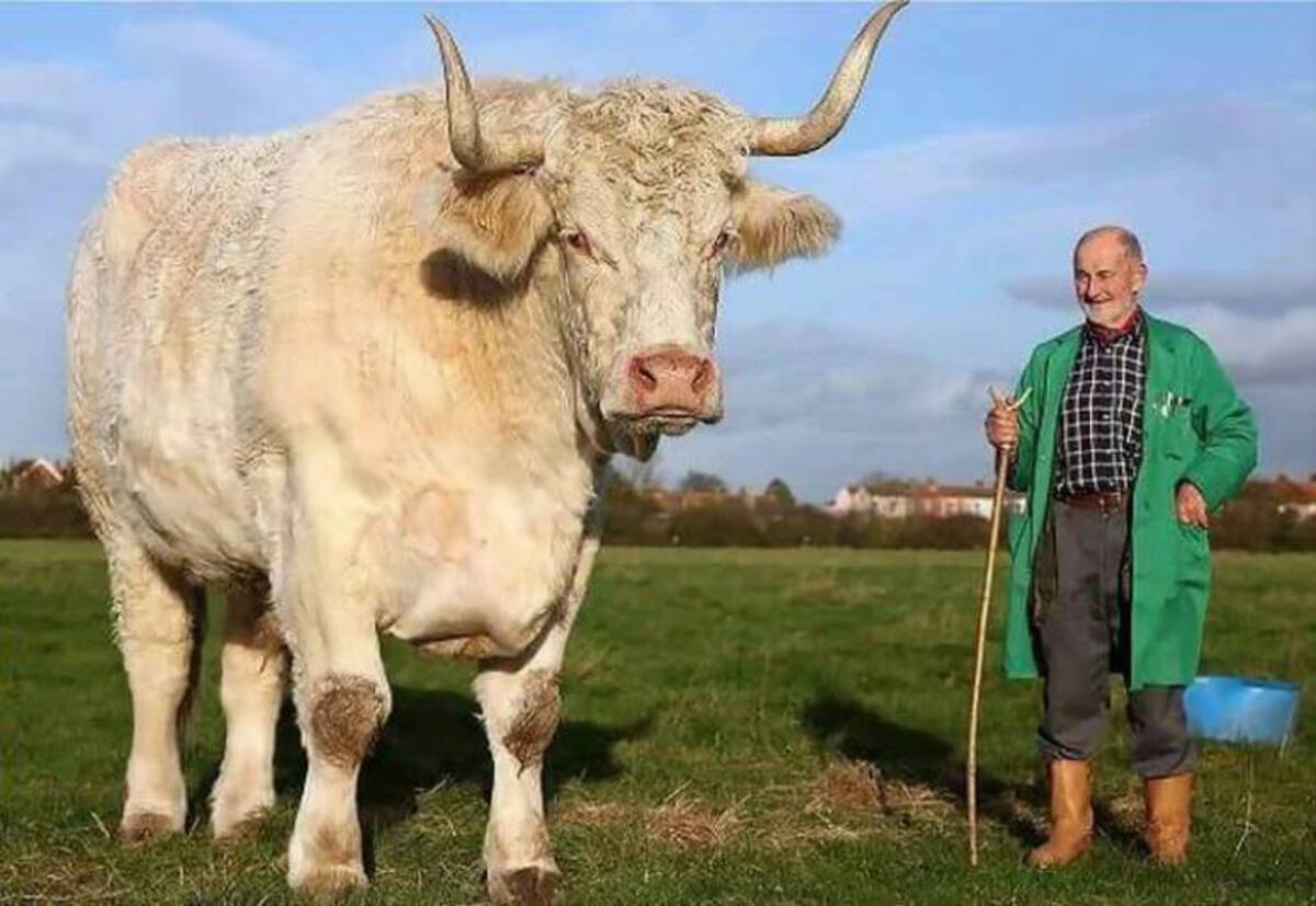 absolute unit bull