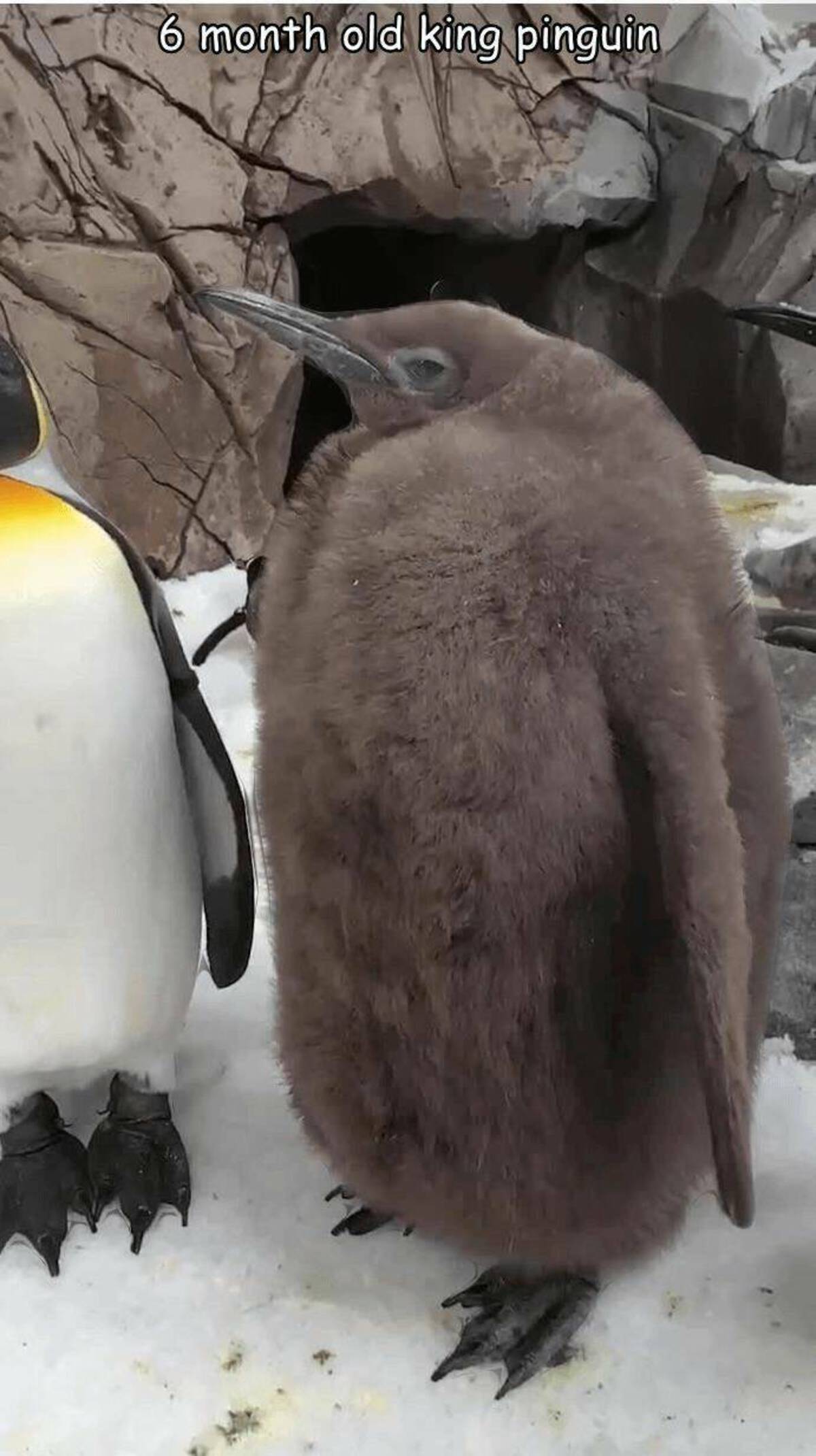 emperor penguin - 6 month old king pinguin