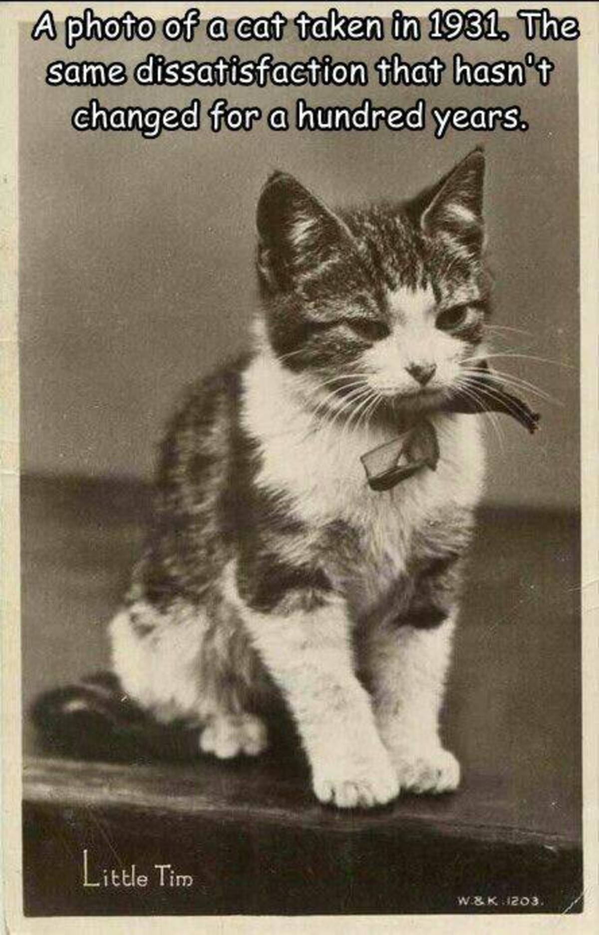 Cat - A photo of a cat taken in 1931. The same dissatisfaction that hasn't changed for a hundred years. Little Tim W&K 1203.