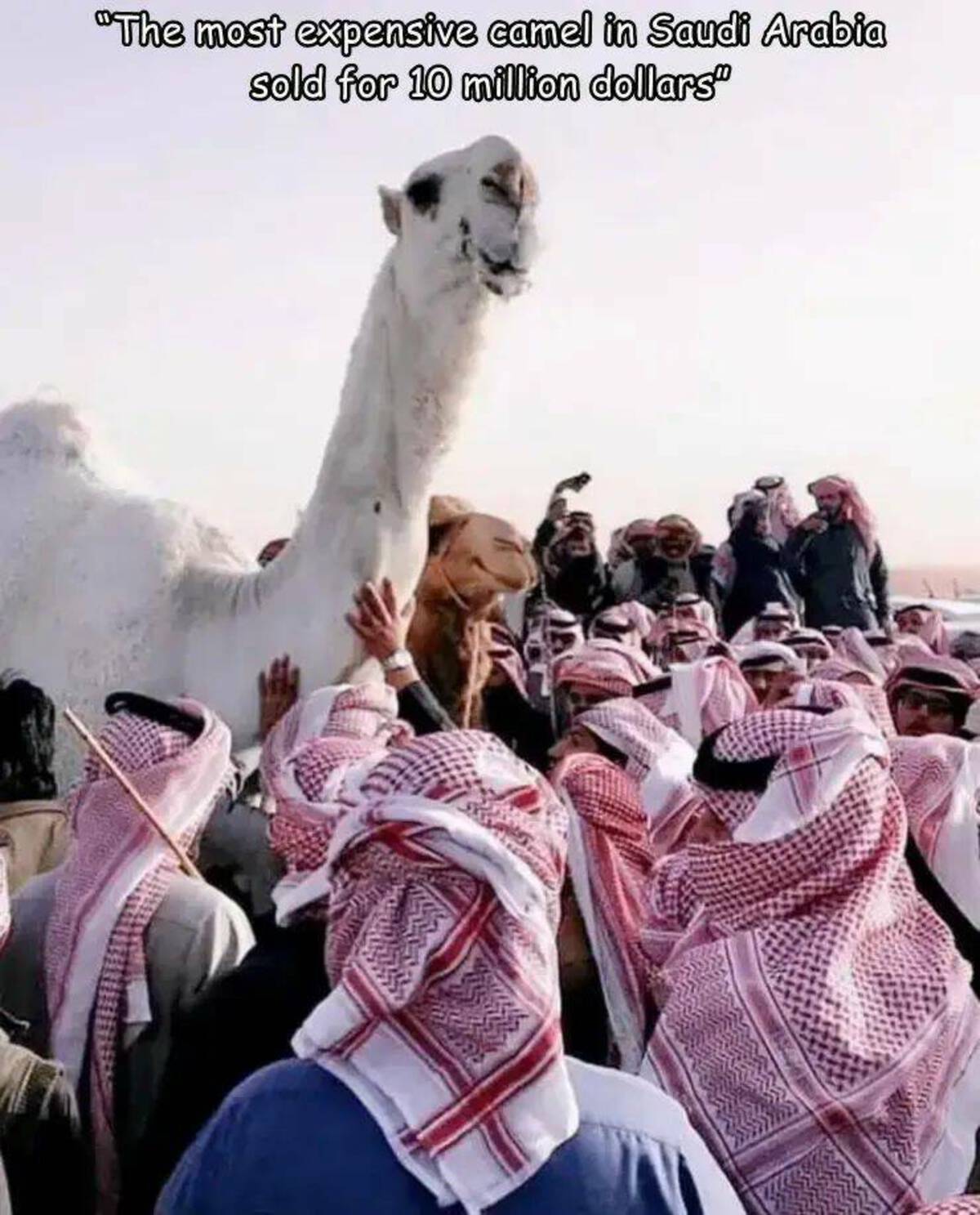 most expensive camel - "The most expensive camel in Saudi Arabia sold for 10 million dollars"