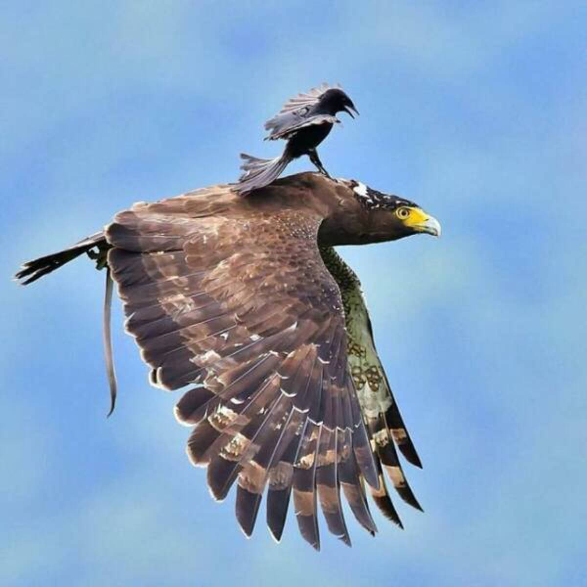 eagle with other bird