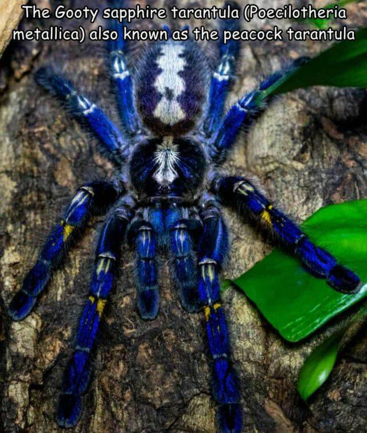 The Gooty sapphire tarantula Poecilotheria metallica also known as the peacock tarantula