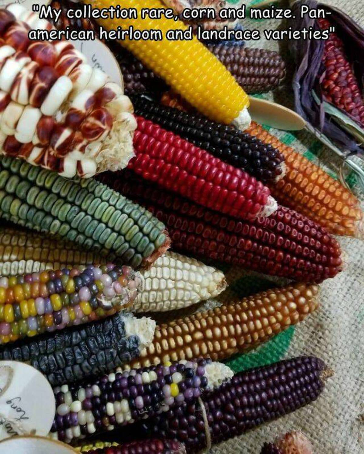 corn kernels - "My collection rare, corn and maize. Pan american heirloom and landrace varieties" 00 Opppo ELIGOD0000000000000000000 00000000000000000000000 00000000 00000000000 A Baage