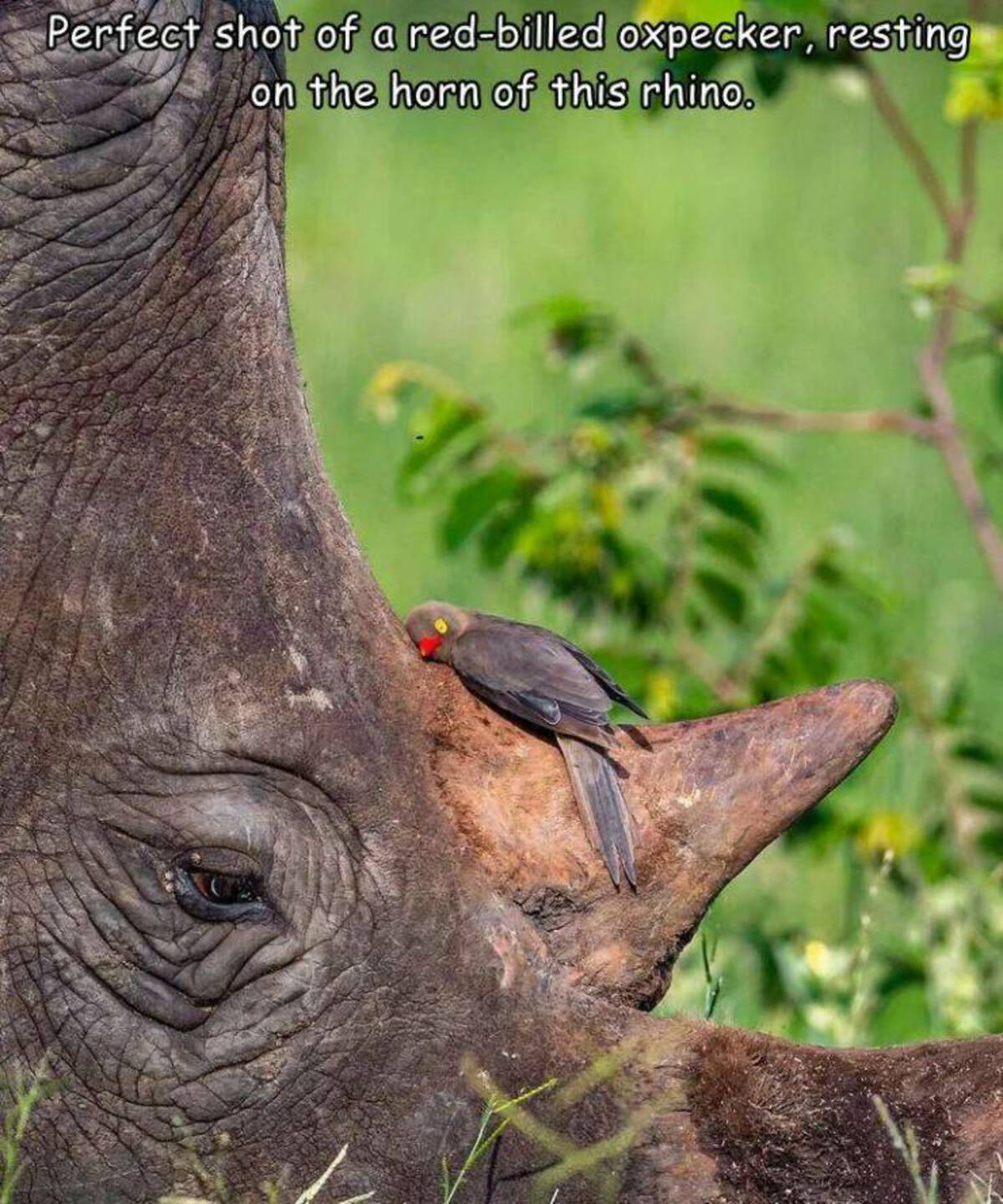 rhino and a tick bird - Perfect shot of a redbilled oxpecker, resting on the horn of this rhino.