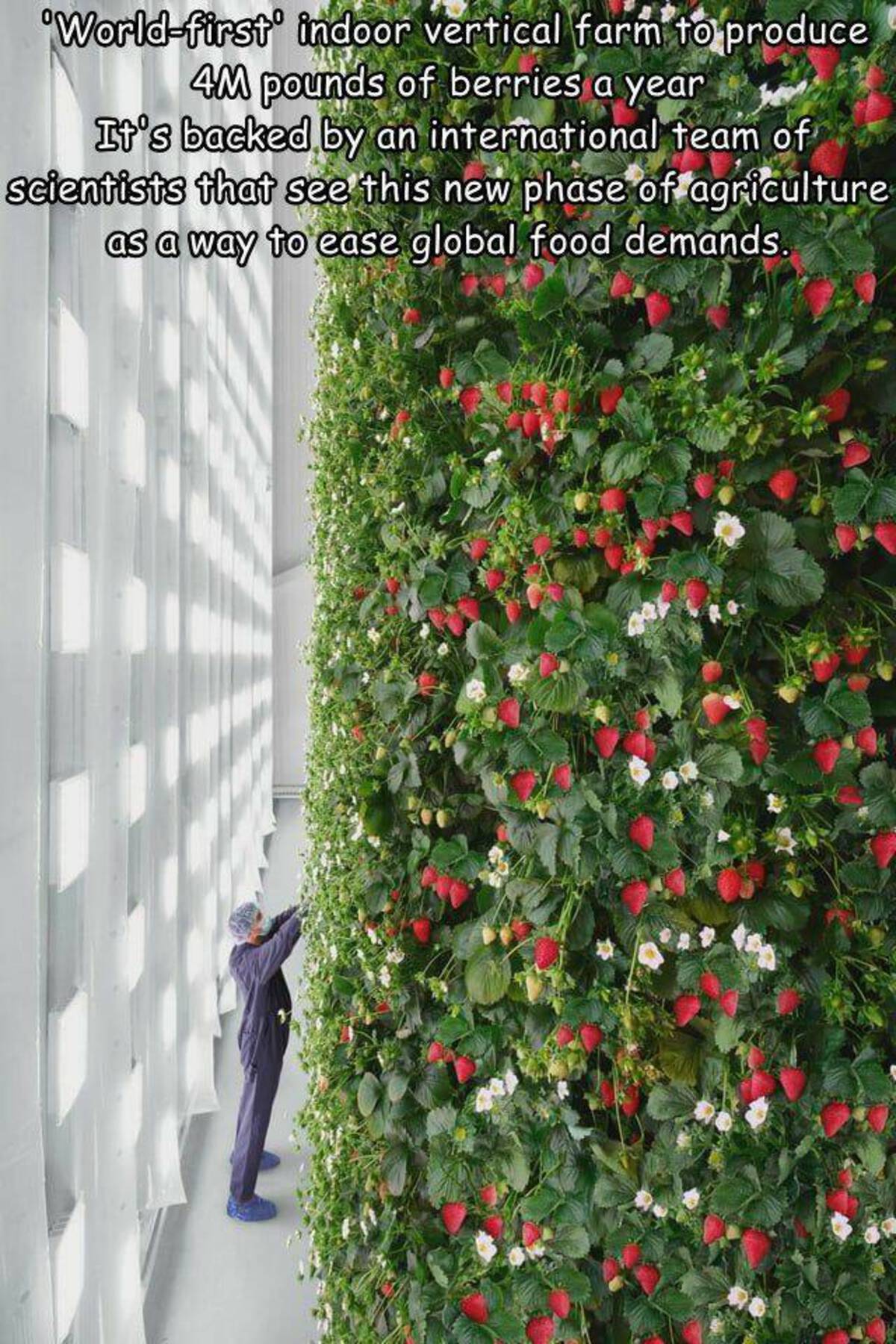 Vertical farming - 'Worldfirst' indoor vertical farm to produce 4M pounds of berries a year It's backed by an international team of scientists that see this new phase of agriculture as a way to ease global food demands.