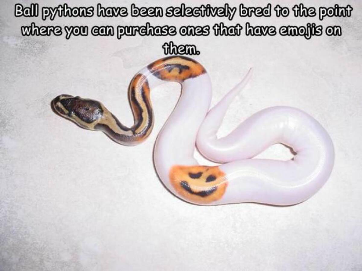 Ball python - Ball pythons have been selectively bred to the point where you can purchase ones that have emojis on them.