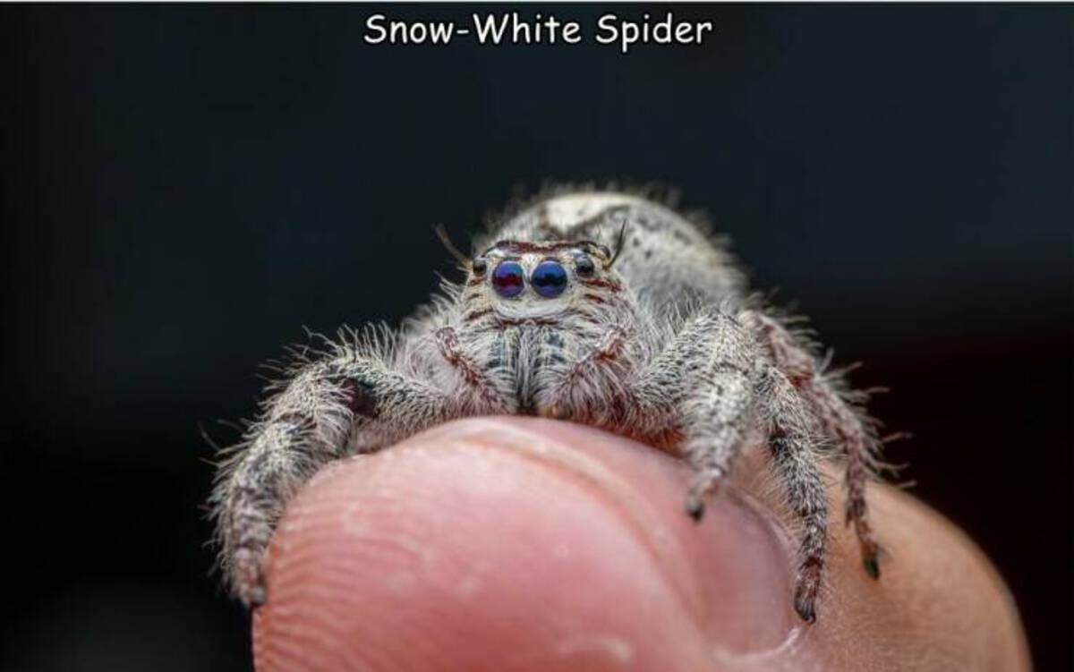 wolf spider - SnowWhite Spider