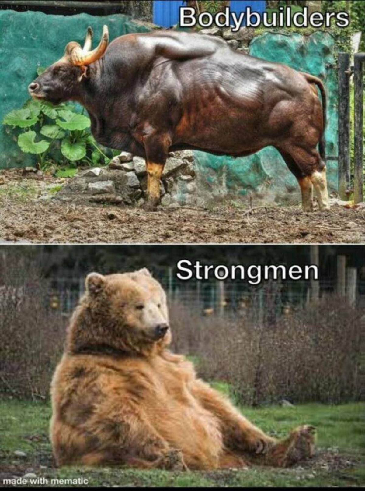 fat bear sitting down - made with mematic Bodybuilders Strongmen