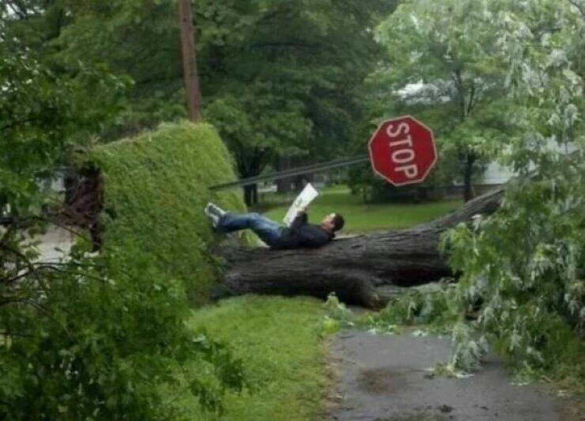 tree - Stop