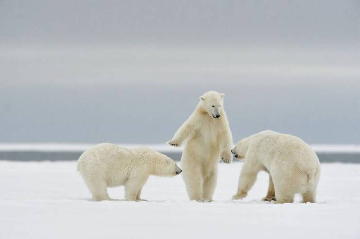 comedy wildlife photography awards 2024