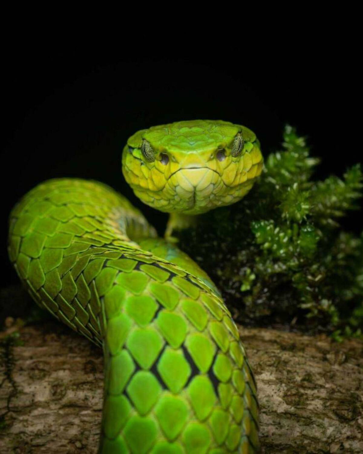 smooth greensnake