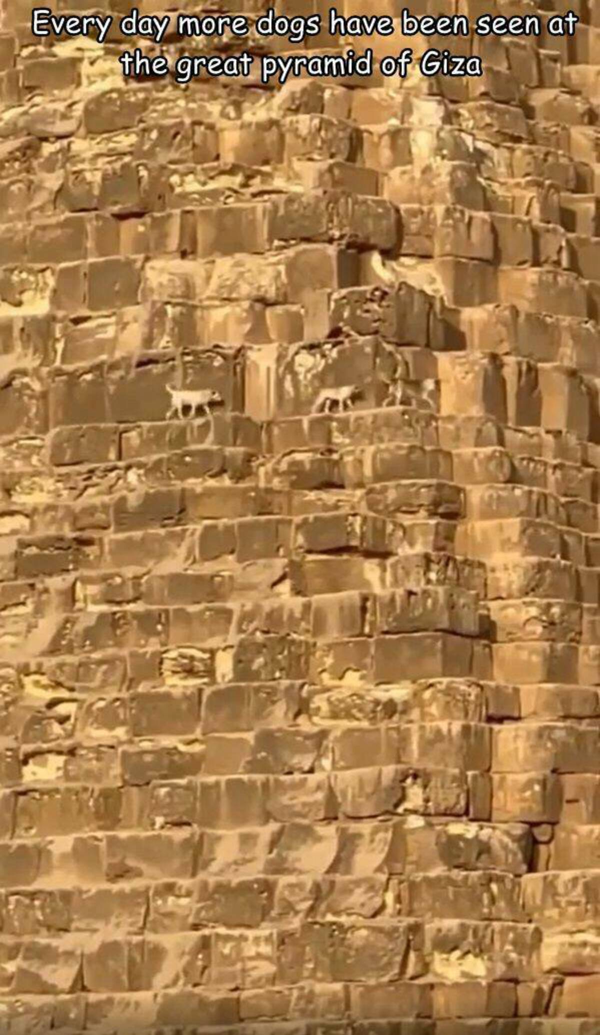 stone wall - Every day more dogs have been seen at the great pyramid of Giza