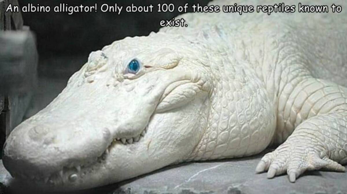 godzilla x kong the new empire - An albino alligator! Only about 100 of these unique reptiles known to exist.