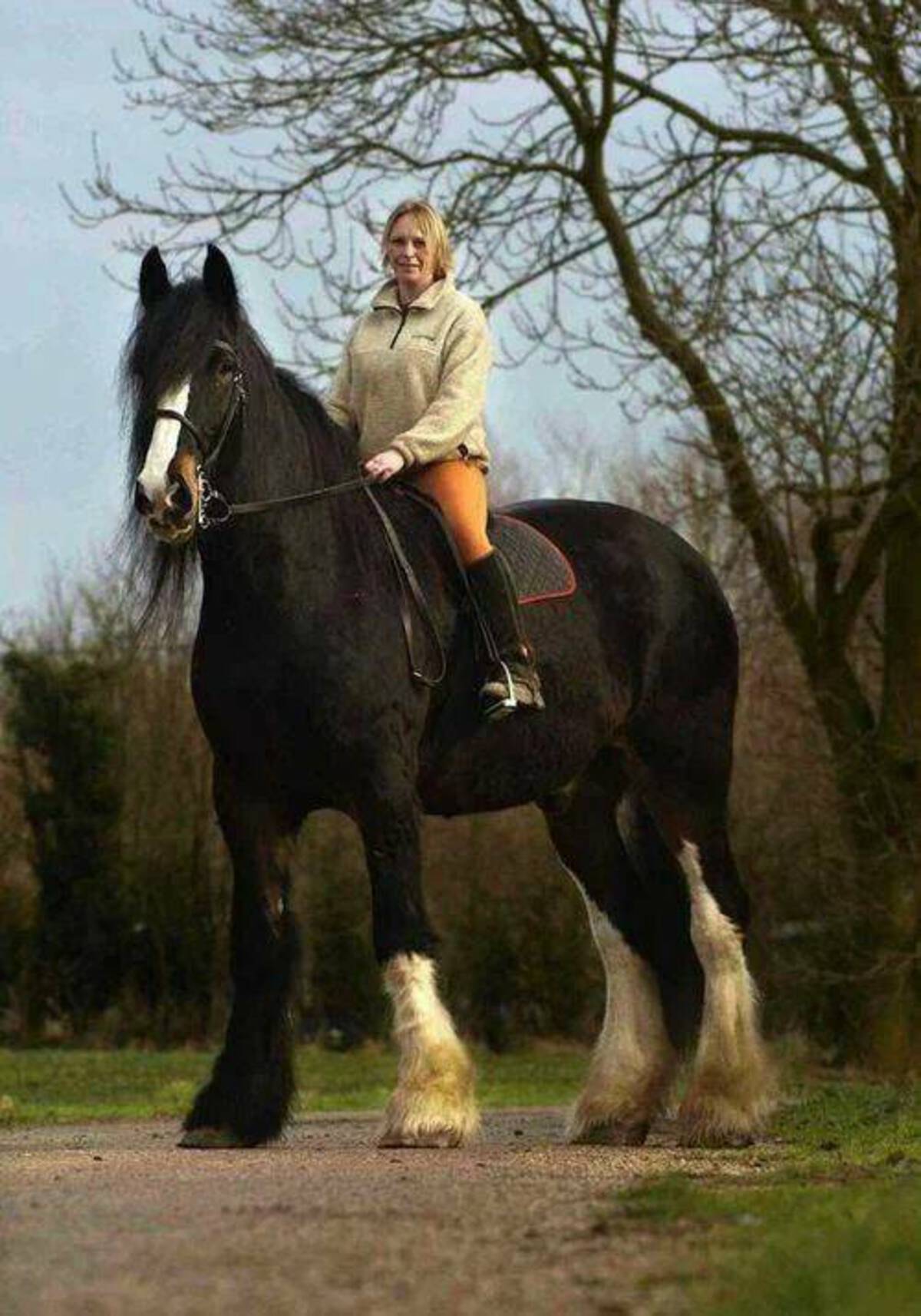 tallest shire horse