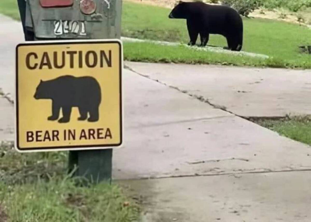 there he is the bear in area - 2421 Caution Bear In Area