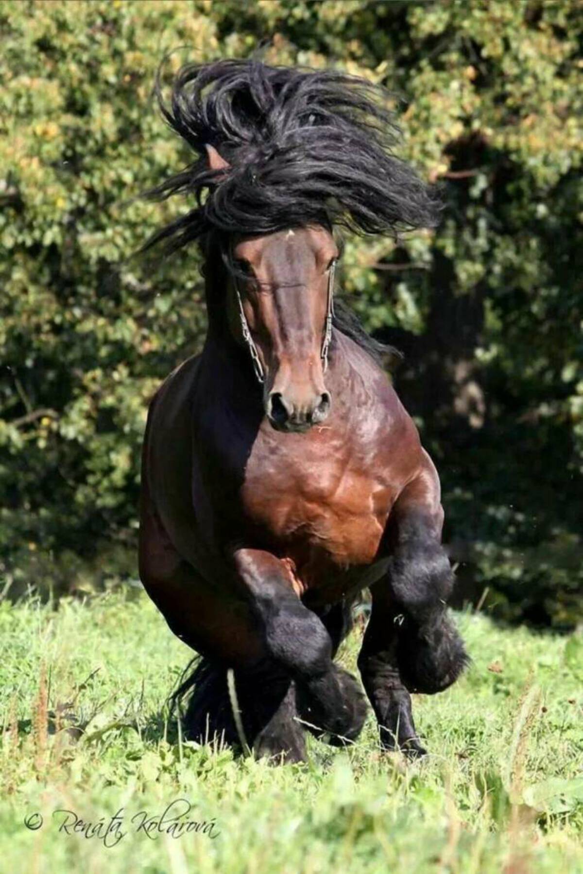 Horse